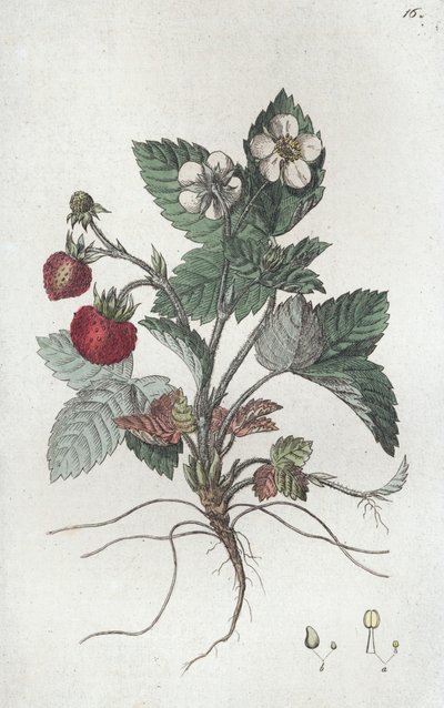 Fraise des bois Fragaria vesca - Johan Wilhelm Palmstruch