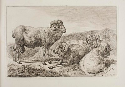 Béliers mérinos - Johann Adam Klein
