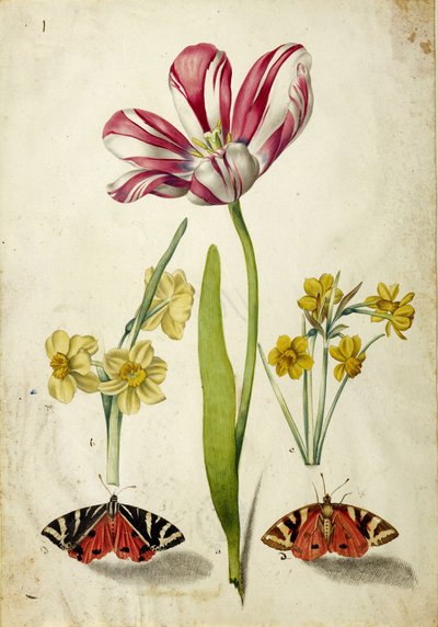 Tulipe, Narcisse et Papillons, vers 1660 - Johann Bartholomäus Braun