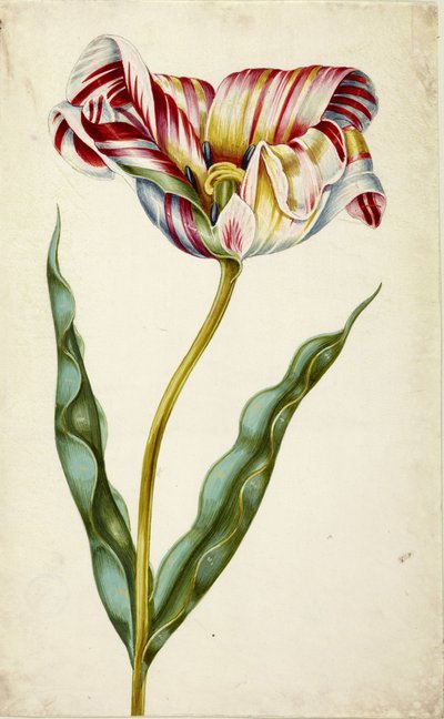 Tulipe - Johann Bartholomäus Braun