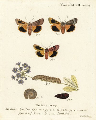 Noctuelle à bordure jaune, Noctua fimbriata. Gravure sur cuivre coloriée à la main par Johann Carl Bock d