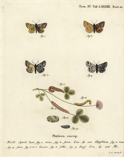 Euclidia glyphica, Euclidia mi. Gravure sur cuivre coloriée à la main par Johann Carl Bock d