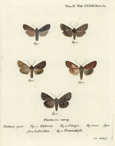 Conformiste, Lithophane furcifera 1, double flèche, Graphiphora augur 2, rare brindille, Apamea lateritia 3,4, et arches argentées, Polia hepatica 5. - Johann Carl Bock