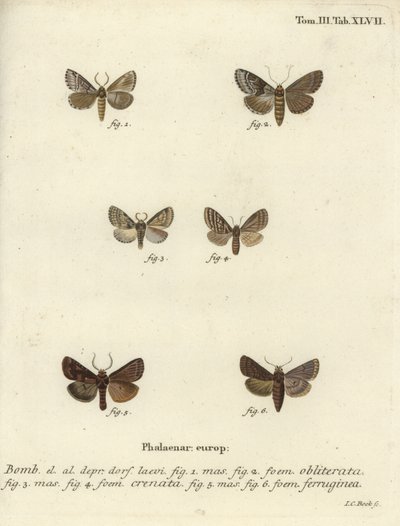 Dingy shell, dusky marbled brown et brown rustic - Johann Carl Bock