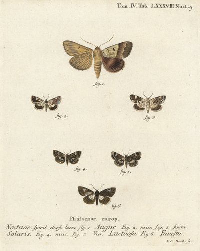 Graphiphora augur 1, Acontia lucida 2,3, Tyta luctuosa 4,5, et Aedia funesta 6. Gravure sur cuivre coloriée à la main par Johann Carl Bock d