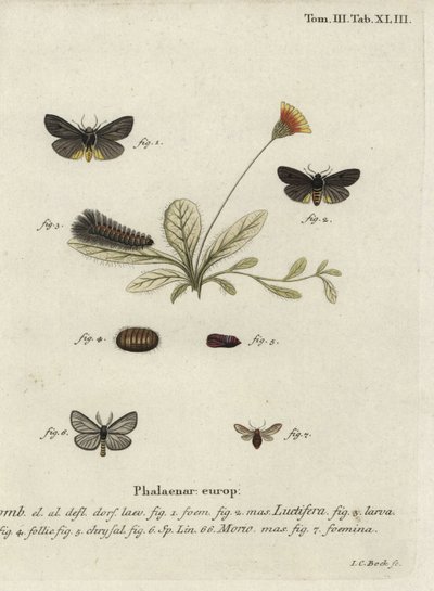 Epatolmis caesarea et Penthophera morio - Johann Carl Bock