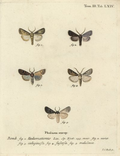 Phalène cœur et flèche, phalène navet et nuage d