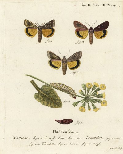 Grande noctuelle jaune, Noctua pronuba, et variétés. Gravure sur cuivre coloriée à la main par Johann Carl Bock d