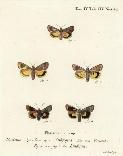 Lunar yellow underwing, Noctua orbona 1, et lesser broad-bordered yellow underwing ou Langmaid