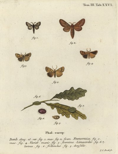 Papillon Malacosoma franconicum et feston, Apoda limacodes - Johann Carl Bock