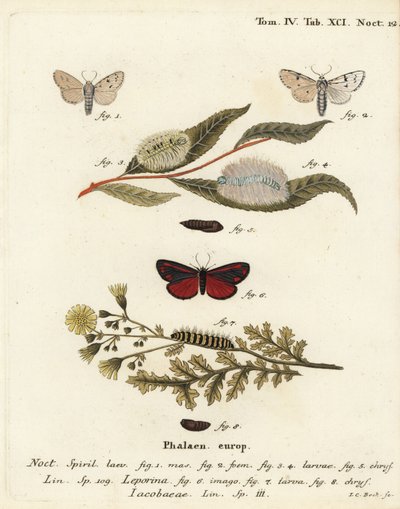 Acronicta leporina, Tyria jacobaeae. Gravure sur cuivre coloriée à la main par Johann Carl Bock d