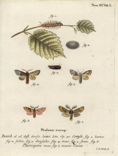 Papillon tussock de noisetier et proéminent plumeux - Johann Carl Bock