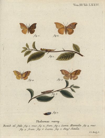 Oak hook-tip et barred hook-tip - Johann Carl Bock