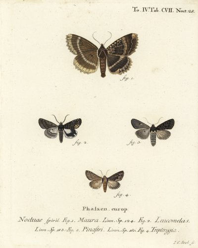 Mormo maura, Aedia leucomelas, Dypterygia scabriuscula. Gravure sur cuivre coloriée à la main par Johann Carl Bock d