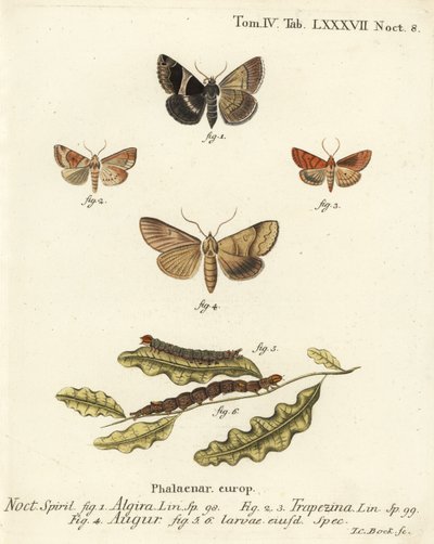 Papillon passager, Dysgonia algira 1, barre brune, Cosmia trapezina 2-3, double flèche ou devin, Graphiphora augur 4, larves 5-6. Gravure à la main en cuivre par Johann Carl Bock d