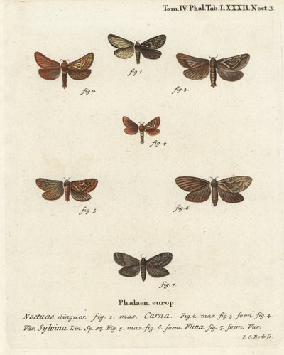 Pharmacis carna, Triodia sylvina, Phymatopus hecta. Gravure sur cuivre coloriée à la main par Johann Carl Bock d