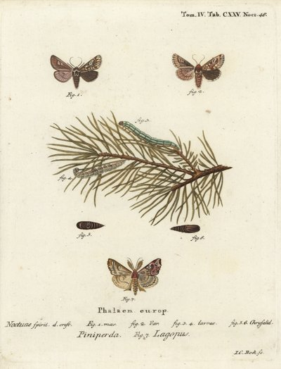 Panolis flammea, Callopistria juventina. Gravure sur cuivre coloriée à la main par Johann Carl Bock d