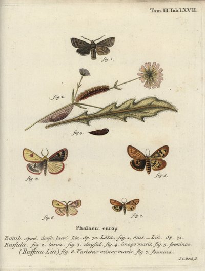 Red-line quaker, clouded buff et flounced chestnut - Johann Carl Bock