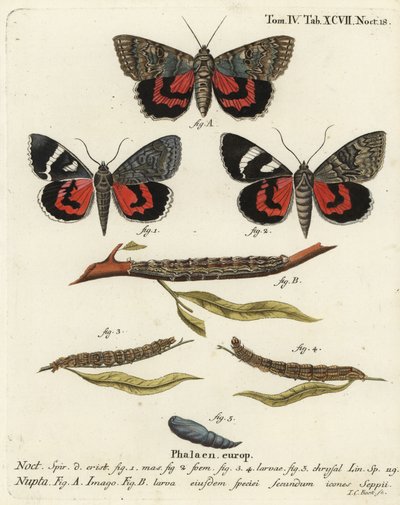 Catocala nupta. Gravure sur cuivre coloriée à la main par Johann Carl Bock d