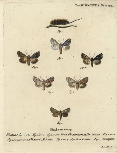 Dague rare, Acronicta auricoma 1-3, papillon sycomore, Acronicta aceris, papillon muscade 4,5, Hadula trifolii 6 et couronne variée, Hadena compta 7. Gravure sur cuivre colorée à la main par Johann Carl Bock d