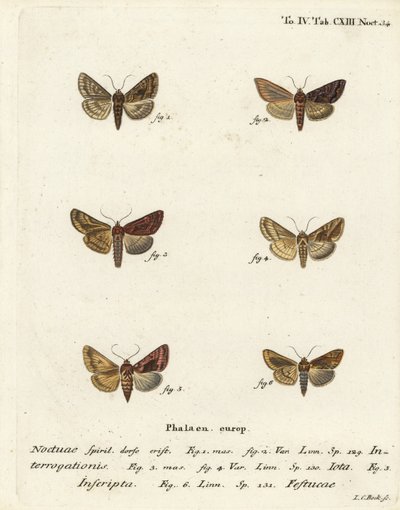 Rare Y argenté, Syngrapha interrogationis 1,2, Y doré uni, Autographa jota 3-5, tache dorée, Plusia festucae 6. Gravure à la main en cuivre par Johann Carl Bock d