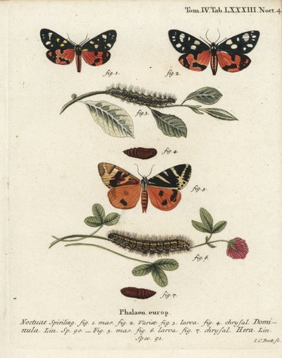 Callimorpha dominula 1-4, et Euplagia quadripunctaria 5-7. Gravure sur cuivre coloriée à la main par Johann Carl Bock d