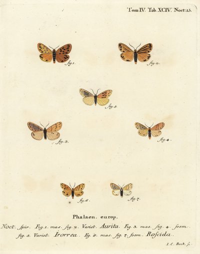 Papillon Setina aurita 1,2, papillon de rosée, Setina irrorella 3-5, et papillon Setina roscida 6,7. Gravure à la main en cuivre par Johann Carl Bock d