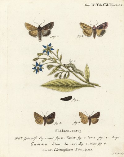 Autographa gamma, Cornutiplusia circumflexa. Gravure sur cuivre coloriée à la main par Johann Carl Bock d
