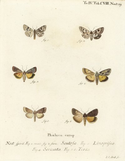 Trèfle tacheté, Schinia scutosa 1,2, Epilecta linogrisea 3, sous-aile de Guernesey, Polyphaenis sericata 4, et sous-aile de paille, Thalpophila matura 5,6. Gravure à la main en cuivre par Johann Carl Bock d