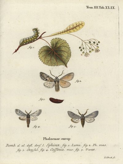 Papillon Sprawler, Asteroscopus sphinx - Johann Carl Bock
