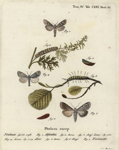 Papillon de l