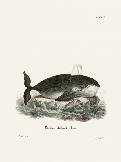 La baleine boréale, par Johann Christian Daniel von Schreber. - Johann Christian Daniel Von Schreber