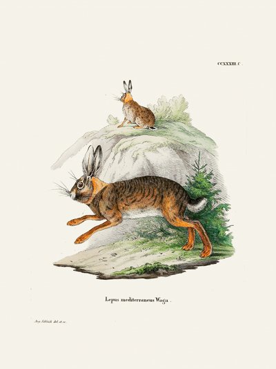 Cape Hare  Par Johann Christian Daniel Von Schreber. - Johann Christian Daniel Von Schreber