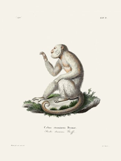 Singe capucin gracile, par Johann Christian Daniel von Schreber. - Johann Christian Daniel Von Schreber