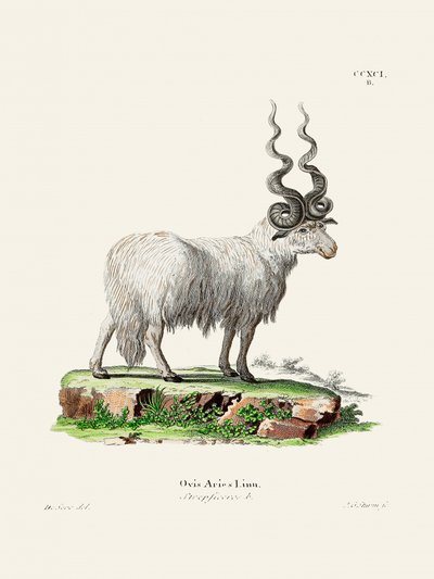 Ovis Aries, par Johann Andreas Wagener et Johann Christian Daniel Von Schreber. - Johann Christian Daniel Von Schreber