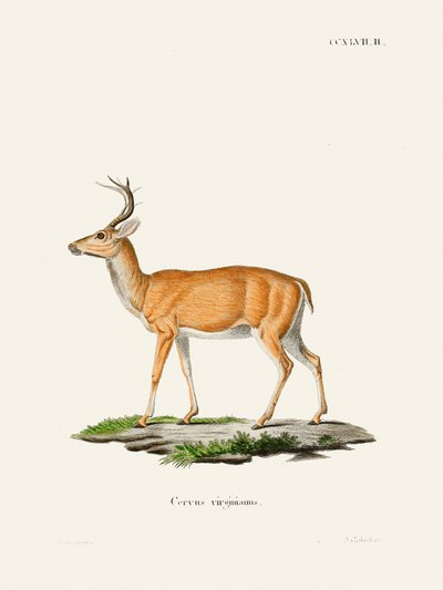 Le cerf de Virginie, par Johann Christian Daniel von Schreber. Exemplaire - Johann Christian Daniel Von Schreber