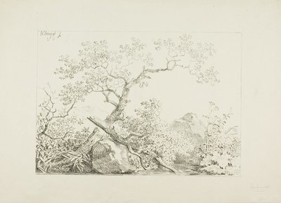 Arbres et rochers près de l