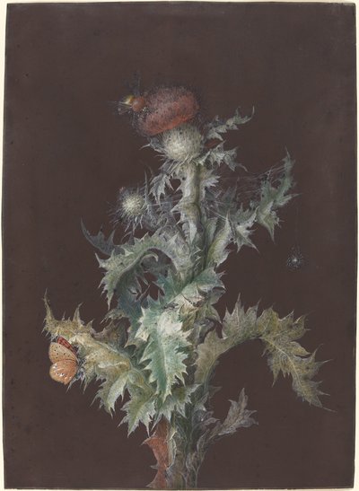 Chardon avec insectes, vers 1755 - Johann Christoph Dietzsch