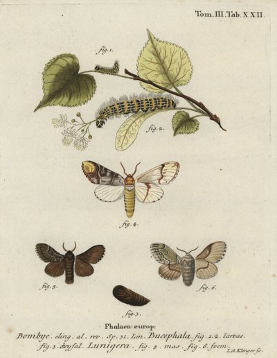 Papillon à pointe de buffle, Phalera bucephala, et Cosmotriche lobulina. - Johann Georg Klinger
