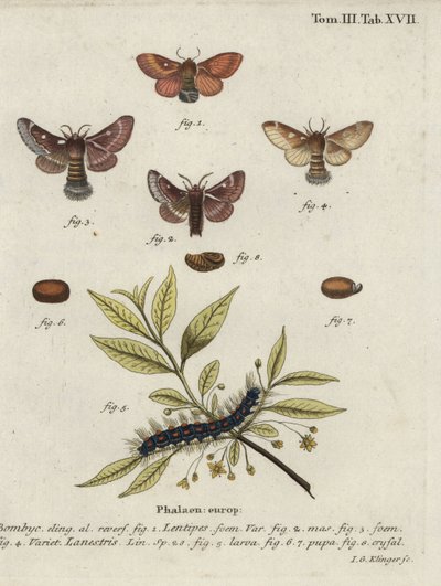 Bombyx disparate et petit bombyx disparate - Johann Georg Klinger