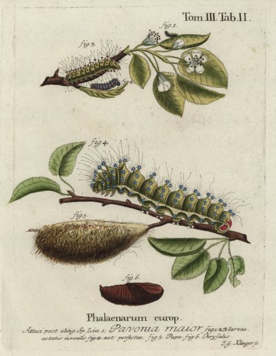 Papillon empereur, Saturnia pavonia, larve, chrysalide. - Johann Georg Klinger
