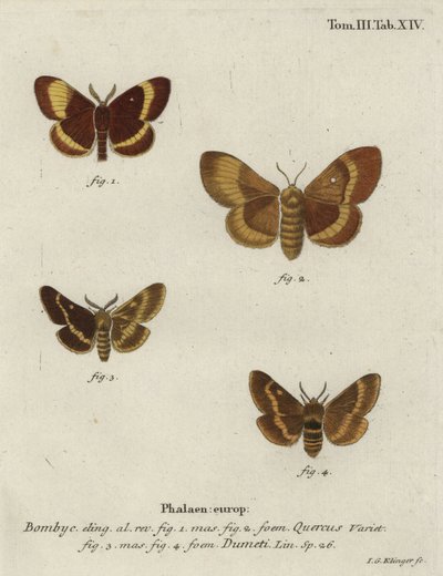 Bombyx disparate et bombyx du trèfle - Johann Georg Klinger