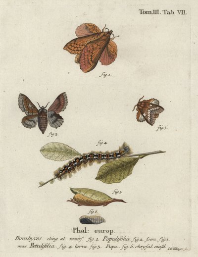 Bombyx du peuplier et petit bombyx - Johann Georg Klinger
