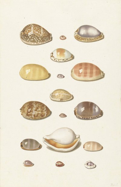 Coquilles de cauris - Johann Gustav Hoch
