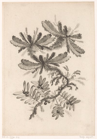 Branches avec baies - Johann Heinrich  Hess
