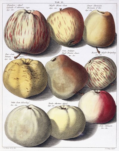 Diverses pommes, 1758 - Johann Hermann Knoop