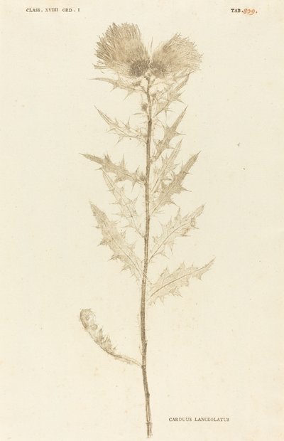 Carduus Lanceolatus - Johann Hieronymus Kniphof
