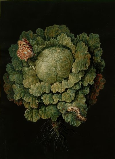 Chou frisé / Chou, Papillon / J. et B. Dietzsch - Johann Jacob Dietzsch