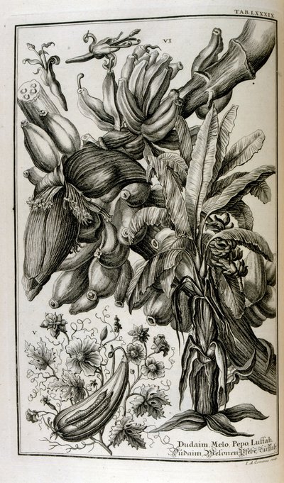 Plantes et fruits bibliques, y compris la mandragore et le melon - Johann Jakob Scheuchzer