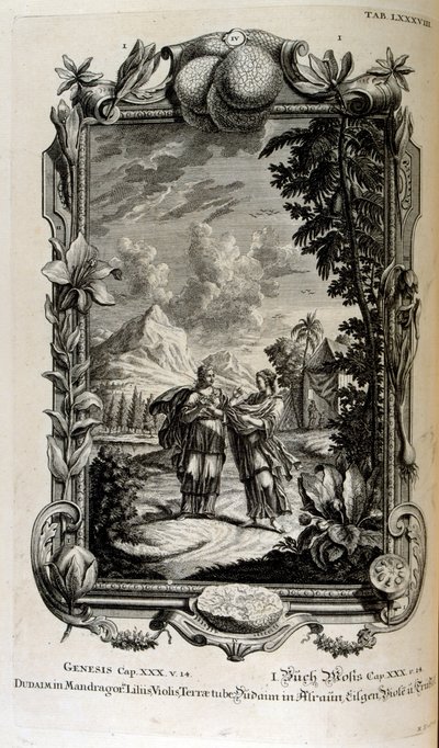 Plante de mandragore. Elle est souvent connue sous le nom de mandragore - Johann Jakob Scheuchzer